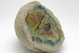 Iridescent, Rainbow-Pyrite Septarian Nodule - Russia #207237-1